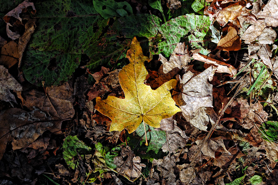 The Fall