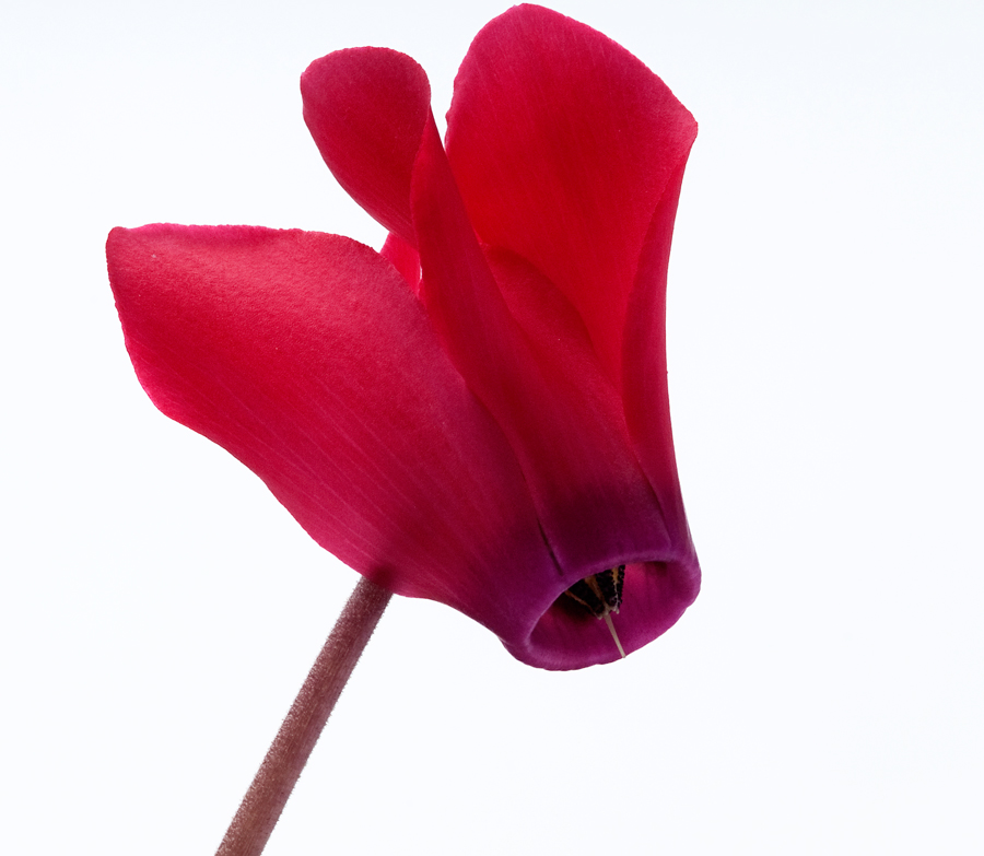 The Secret World Of Plants