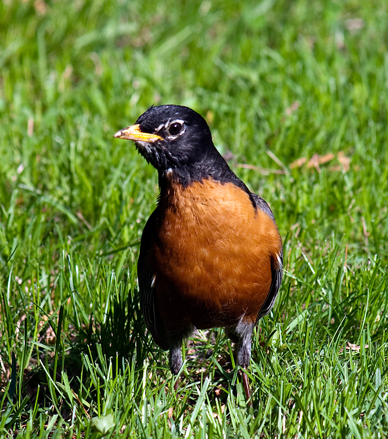 Robin