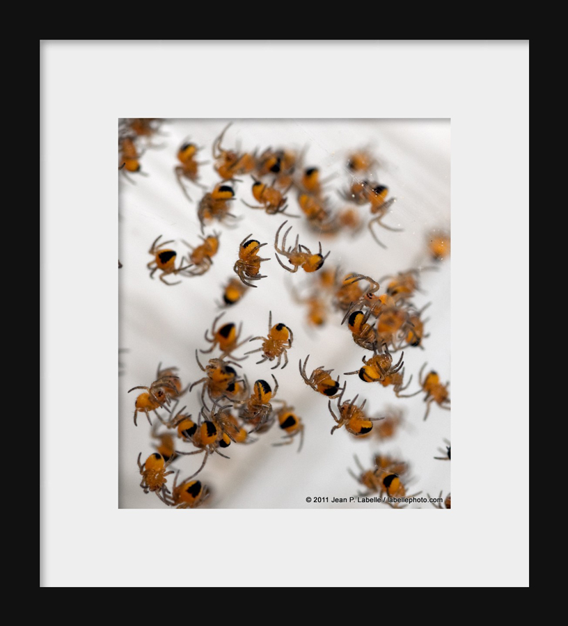 Baby Spiders