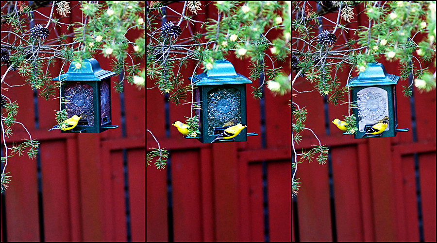 Birds at the feeder