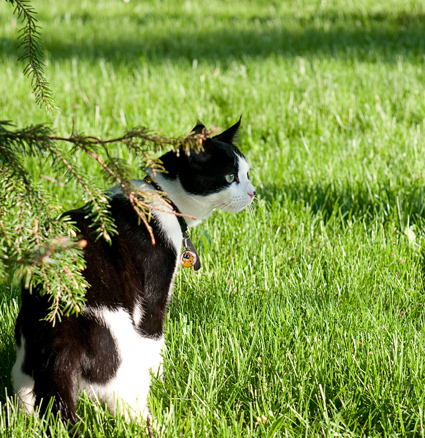 This cat kept walking up to me when I was try to do todays photo.