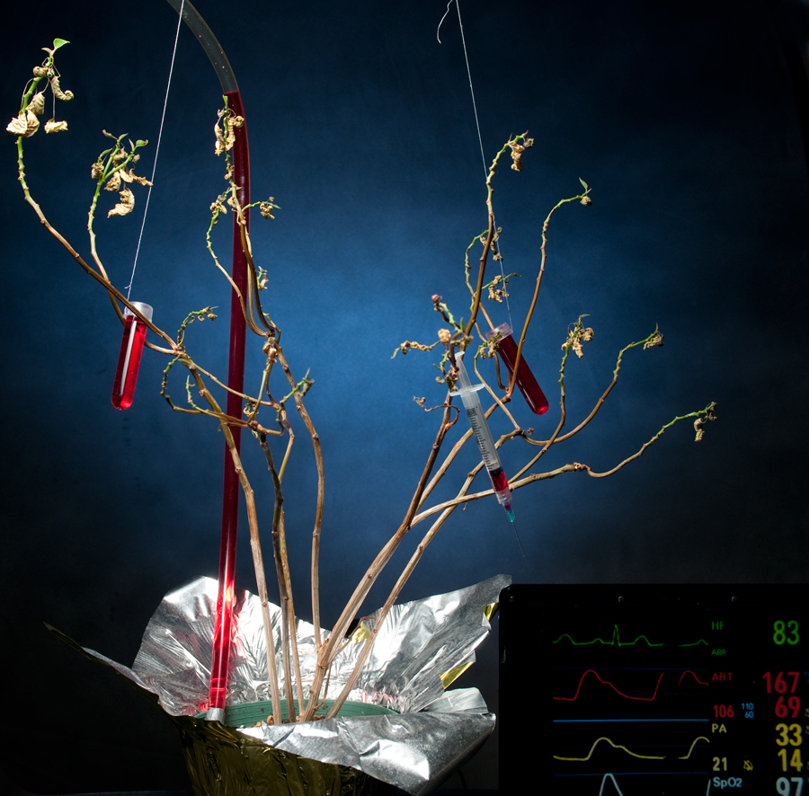 I Do Not Have Green Thumb