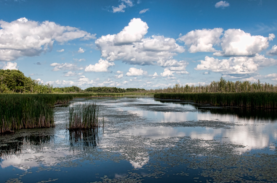 Mer Bleue Bog
