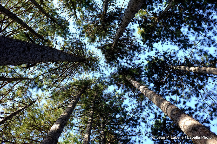 Look Up