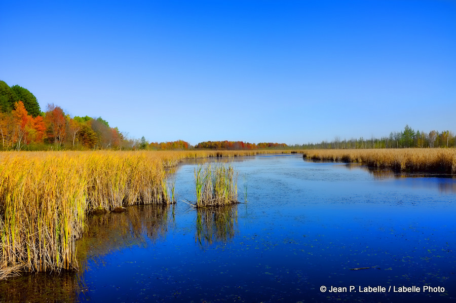 Mer Bleue Bog