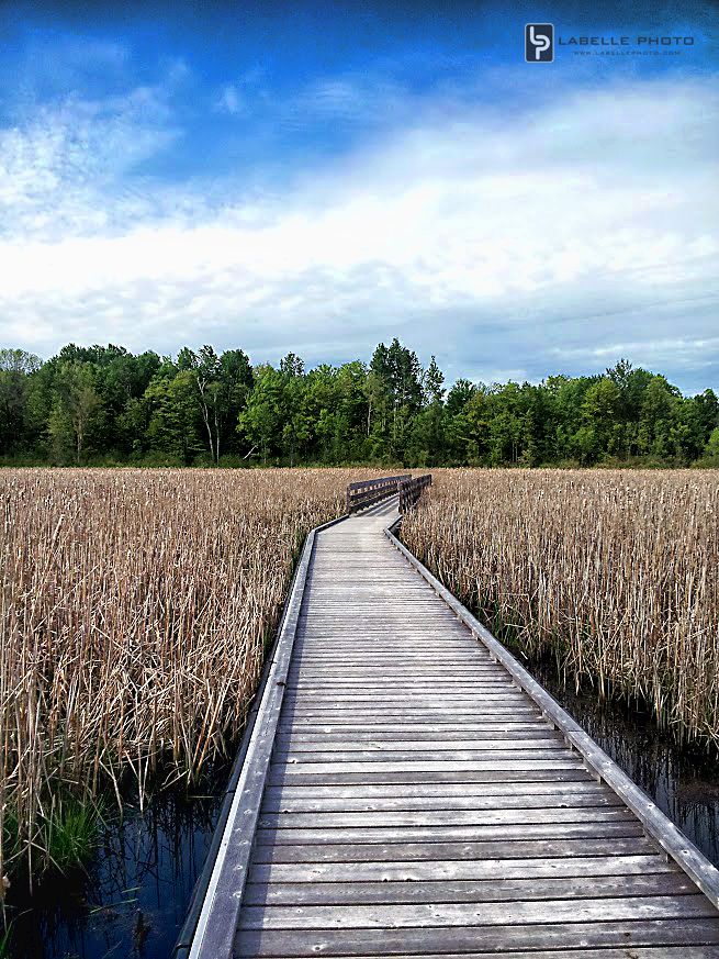 Mer Bleue Bog