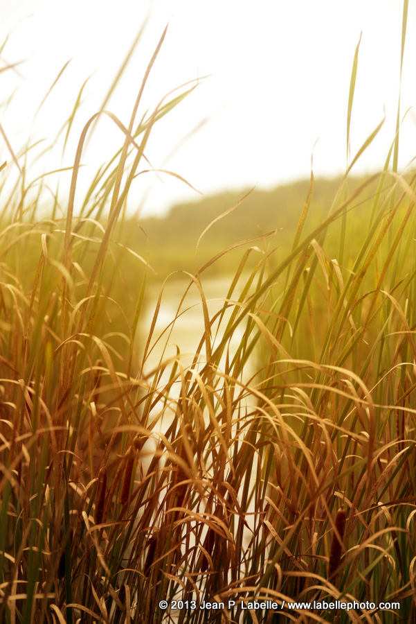 Mer Bleue Grass